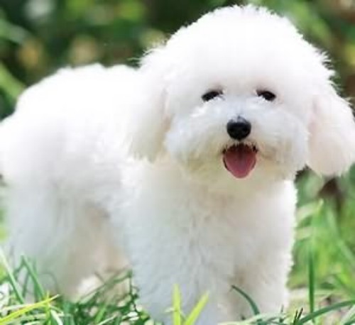 好养的陪伴犬可爱,最适合孩子养的陪伴犬