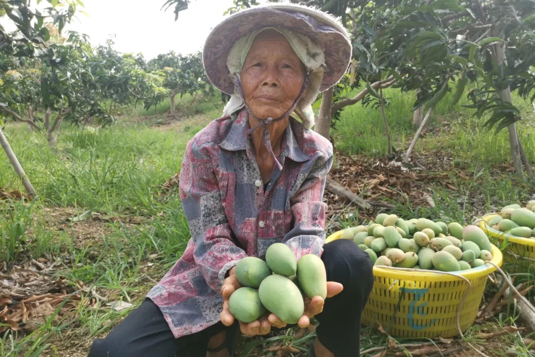 疫情防控造成红薯滞销,疫情突如其来农产品滞销