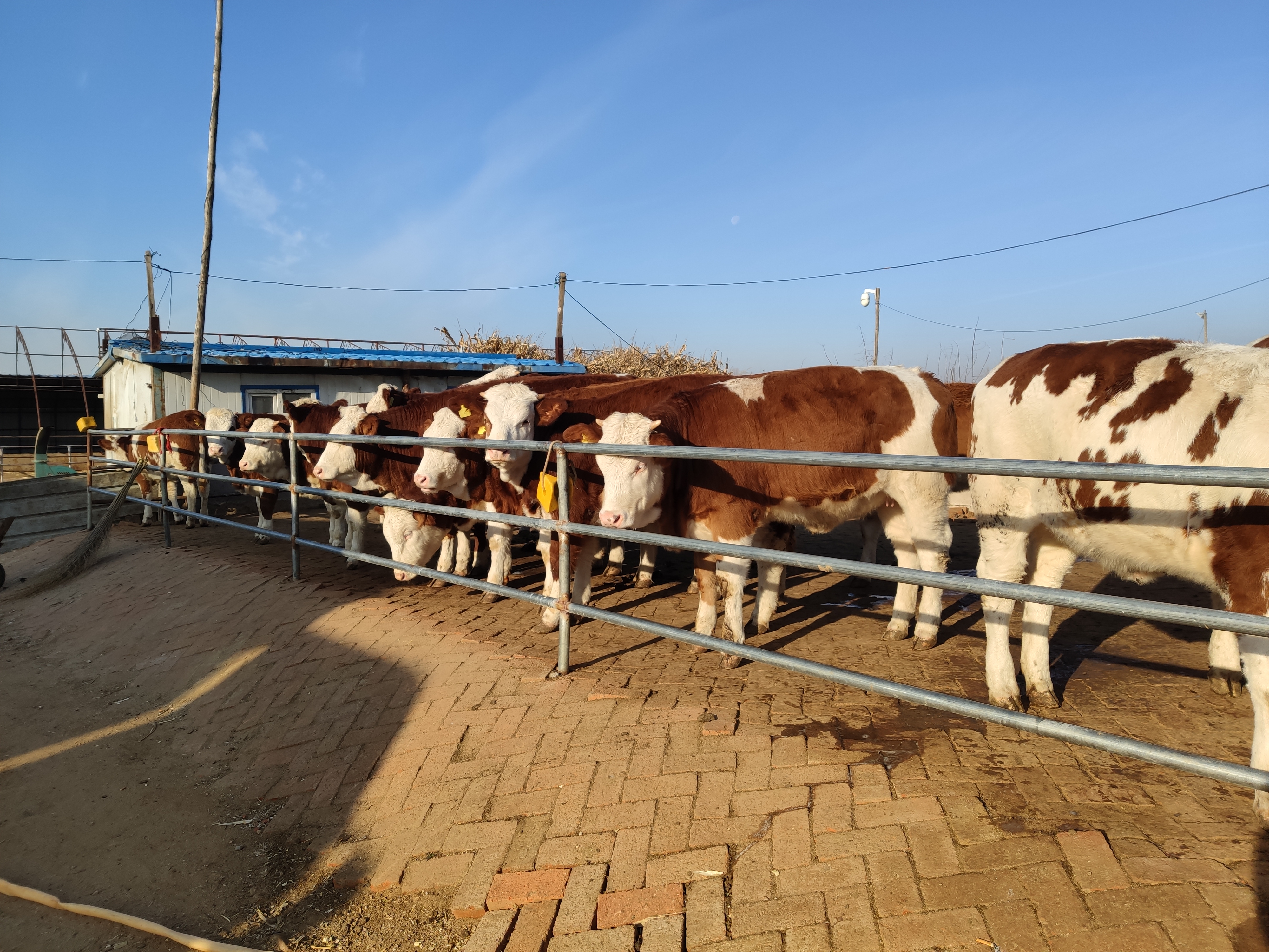 牛前腿受伤了怎么治疗,牛摔伤前腿骨折怎么治疗