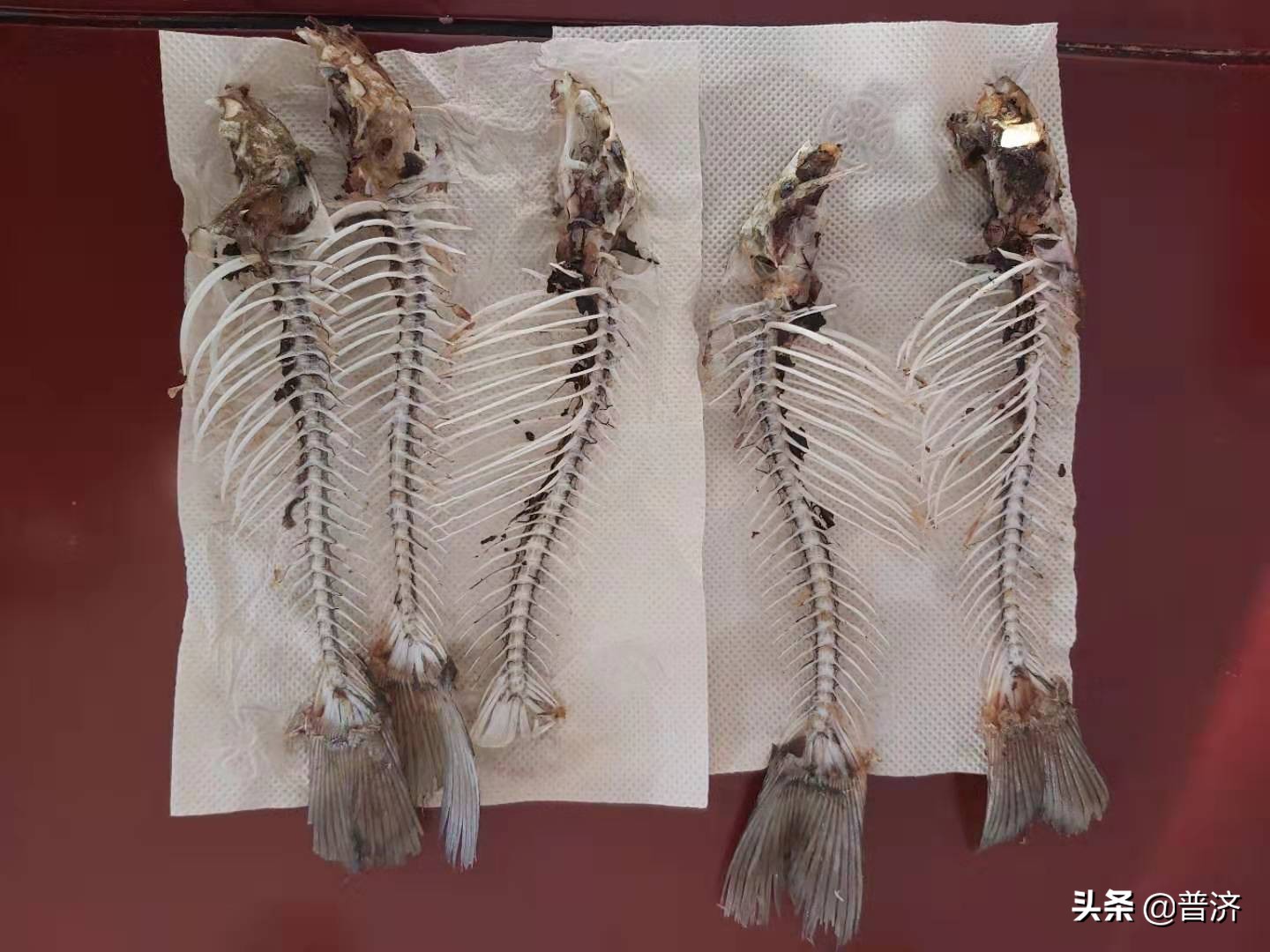 家庭鲫鱼教程,家庭摆擂台视频