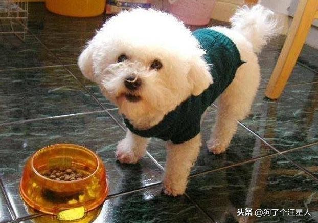 比熊犬为什么不养棉花糖,比熊犬可以不吃狗粮吗