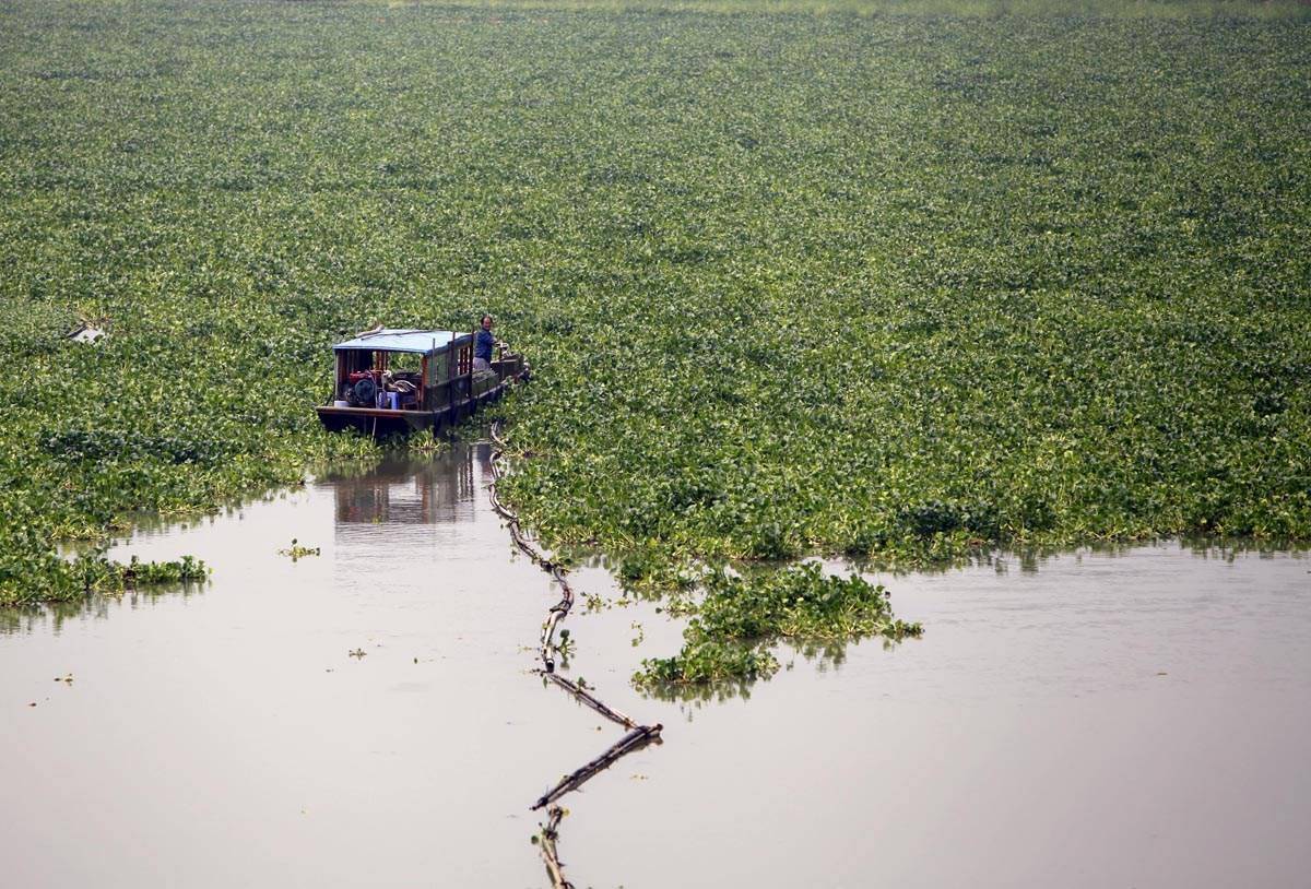 水葫芦泛滥成灾如今为何消失了,水葫芦为什么能在我国泛滥