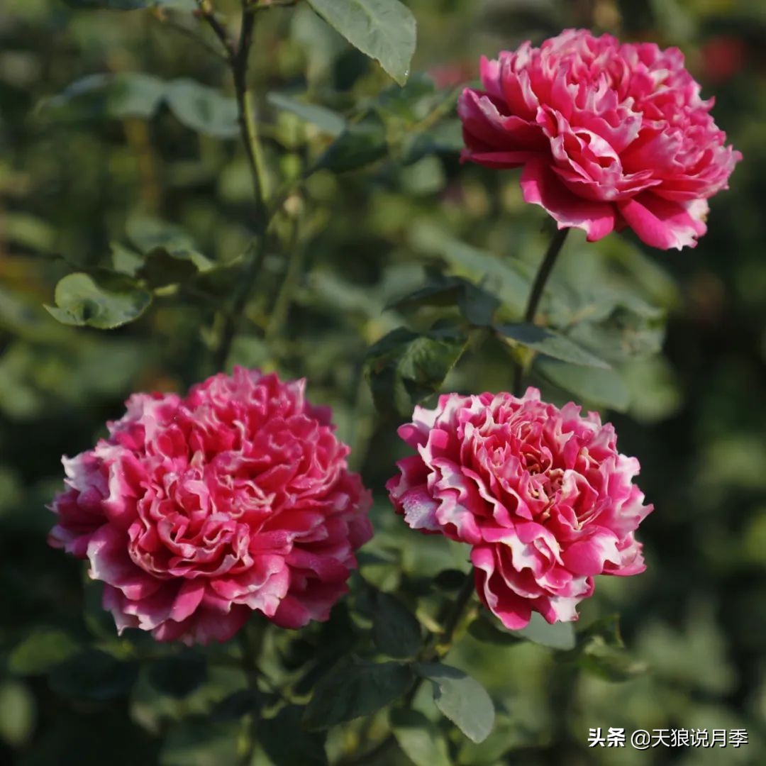 人家最美四月天，天狼自育终于打折了！15个品种供你宠信。