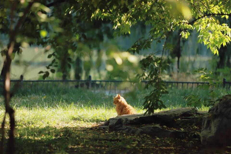 足球巡礼之南非,足球巡礼