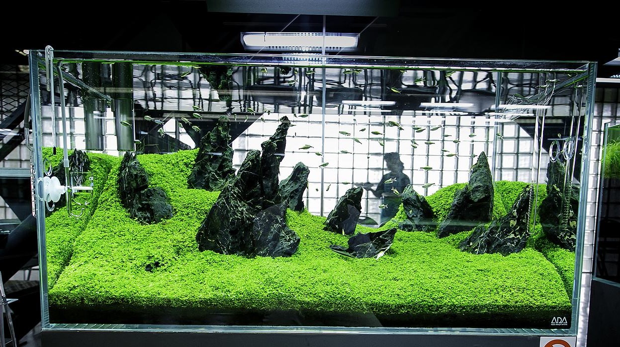 草缸加热棒温度应该调到多少,草缸温度高草长得快