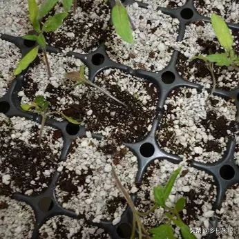 茄子褐纹病属于高温高湿病害,茄子褐纹病对茎的影响