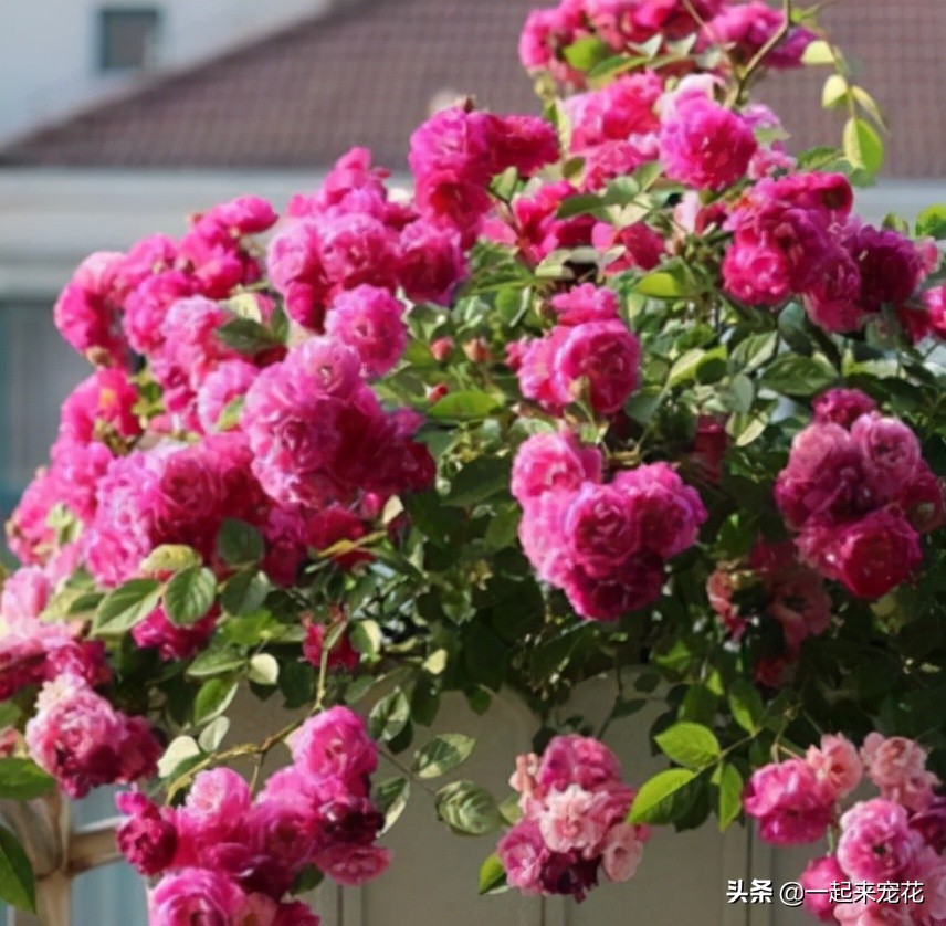 月季花名贵大气的品种,月季花香味排行榜