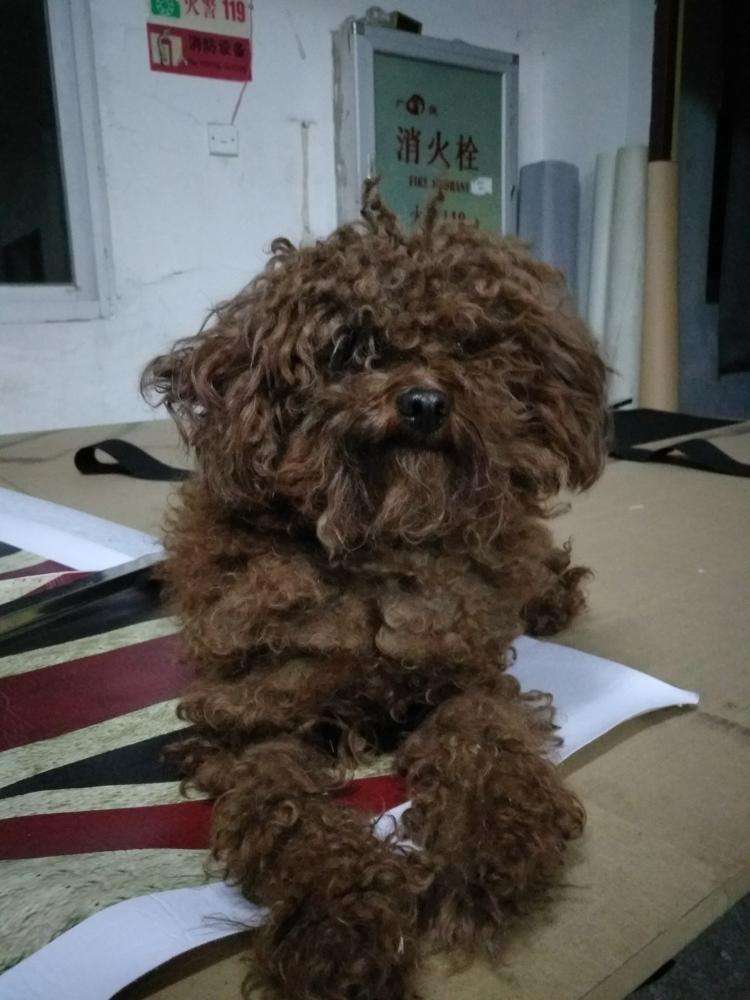 二狗泰迪,泰迪为啥会烂大街