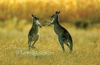 澳洲兔子泛滥为什么不抓来吃,为什么澳洲兔子不能吃