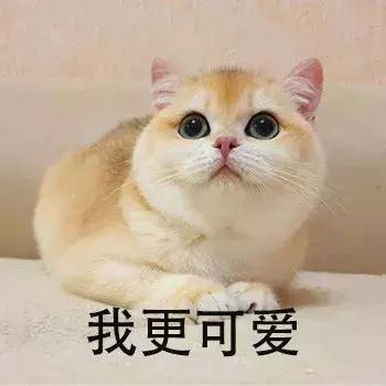 新手第一次养猫养什么品种好,小学生养猫英短猫掉毛吗