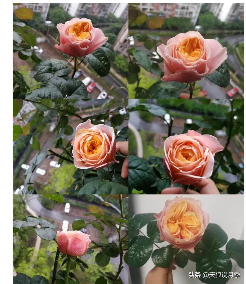 月季花是时候展现真正的技术了 (开春的第一波月季花就这么过去了)