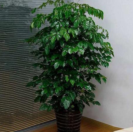 春节寓意最好的花,春节必买的5种花