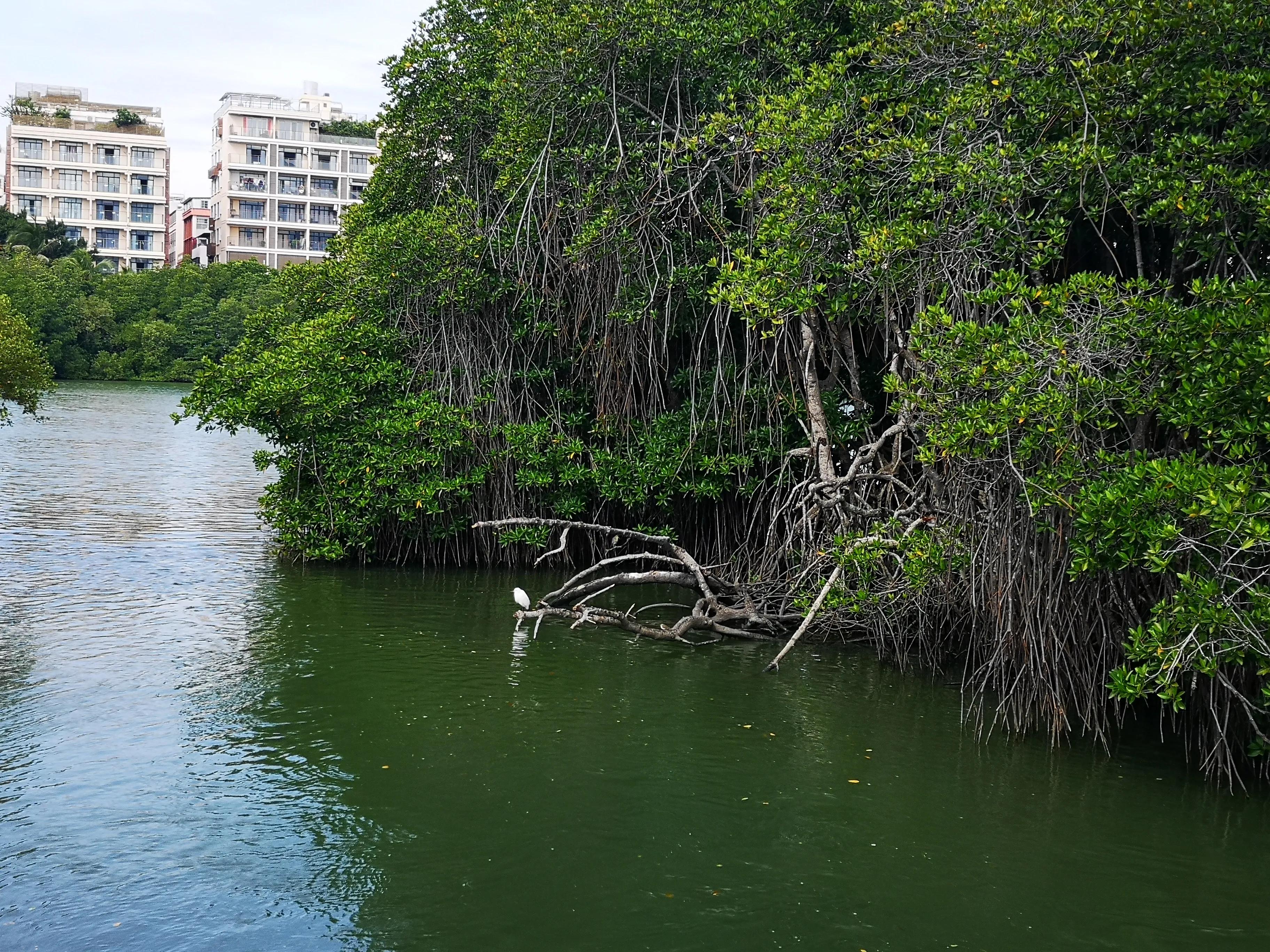 三亚红树林,神奇的亚马逊雨林