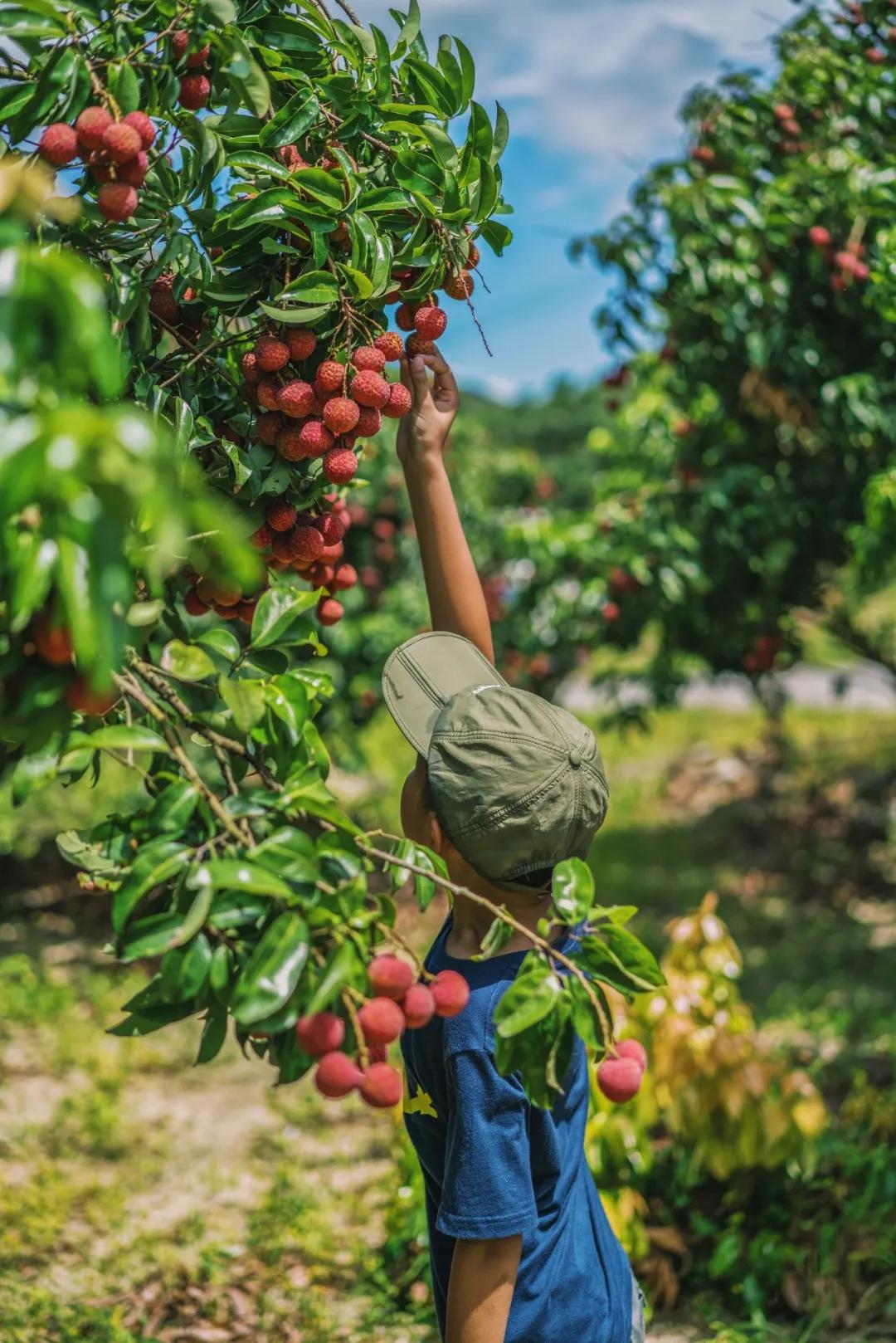 中国哪里的荔枝最甜,全国荔枝最好吃的地方