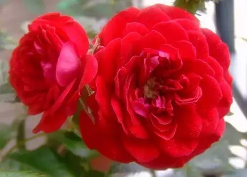 最漂亮10种微型月季,新手必入这8种月季漂亮好养