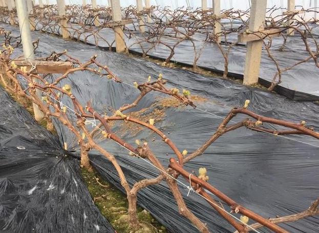 葡萄树伤流是什么原因,葡萄伤流的原因和危害