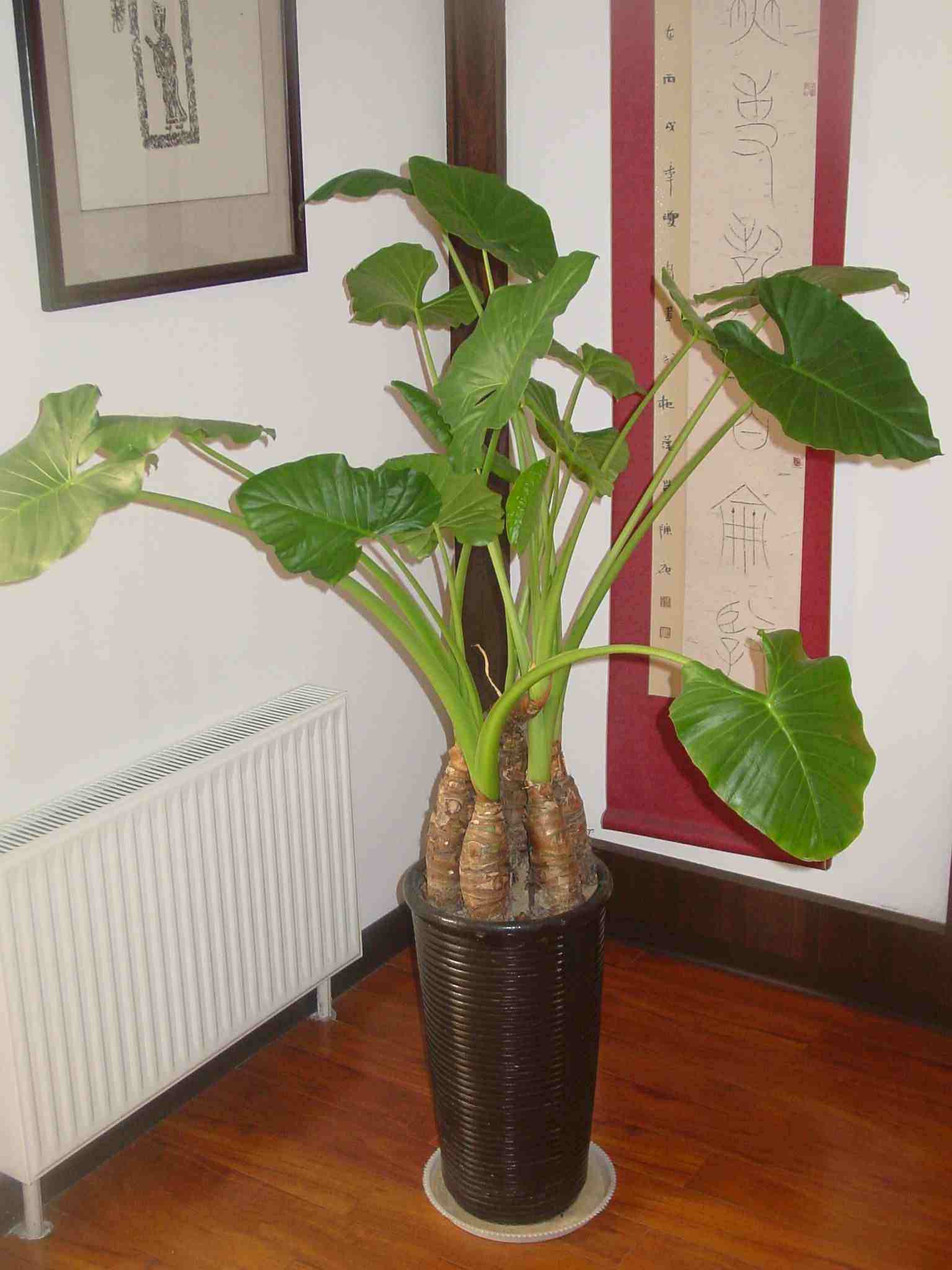 2种花，它俩是毒花，扔掉为宜