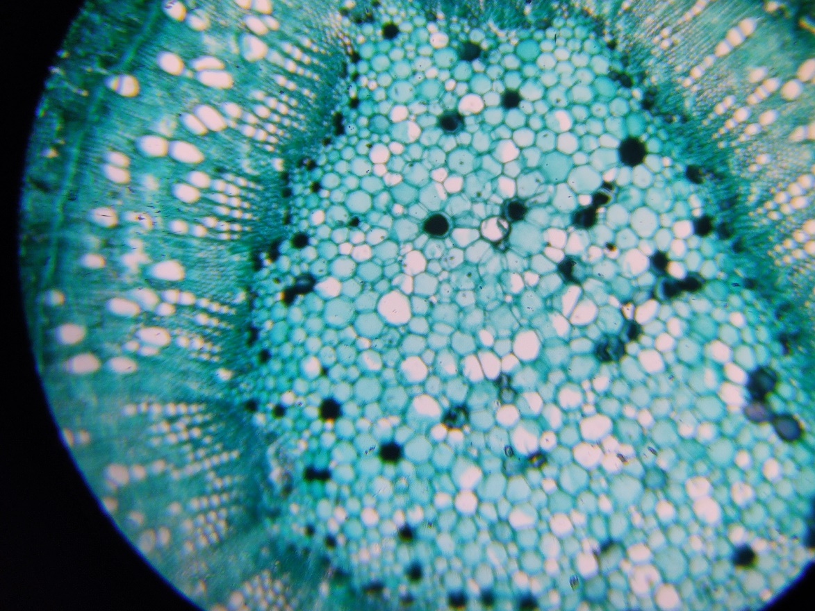 花式搞机:投影仪加上手机投屏秒变显微投影设备