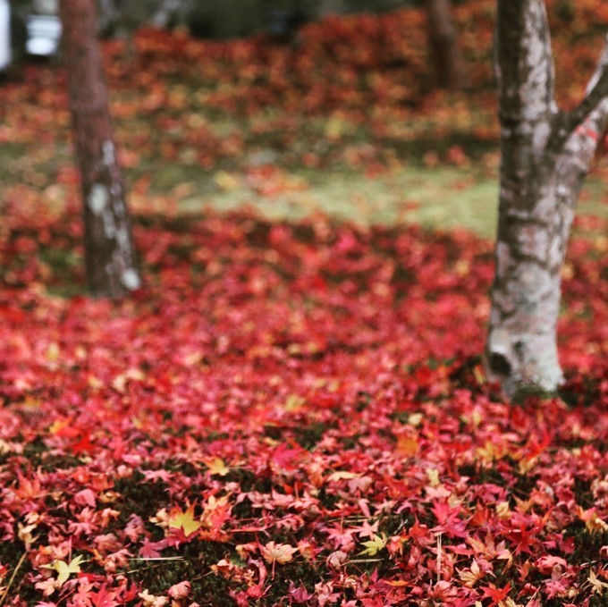 日本京都枫叶季旅游攻略,日本关西赏枫旅游攻略