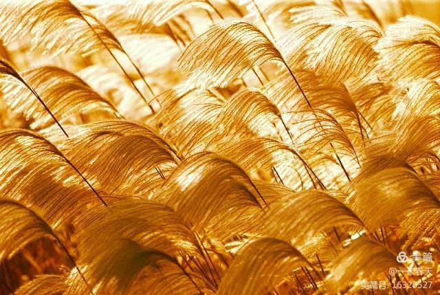 春哥播报原创小说：男生旧楼的回忆（一）