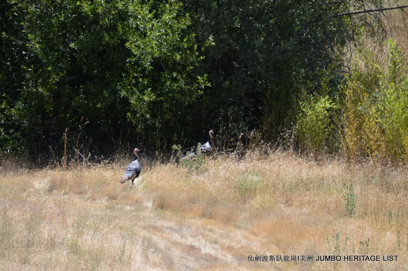 第3034回：无风雨不知花可惜，无患难不知人可谋