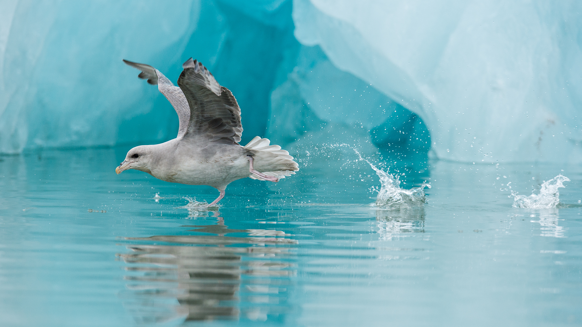 会喷毒液的鸟,会喷臭液的昆虫