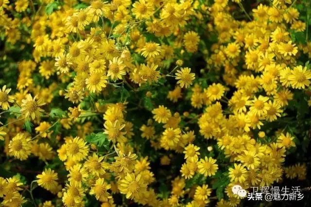 新乡故事：你是不是傻傻地把这些花都叫做野菊花？
