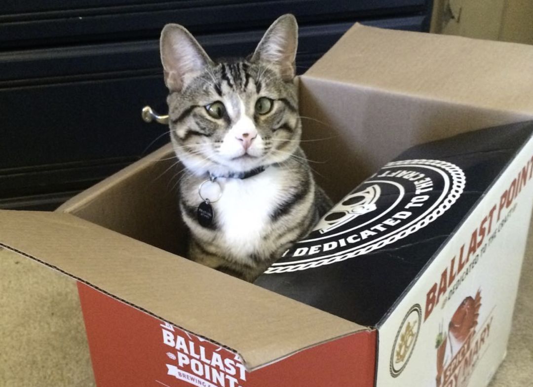 猫咪斗鸡眼可以治疗吗,猫咪斗鸡眼是怎么回事