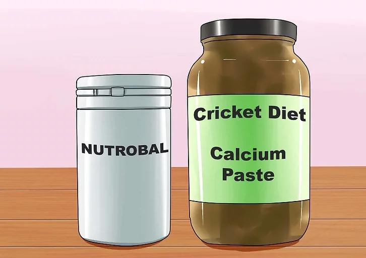 你有没有养过小动物,你有没有想过要养一只猫