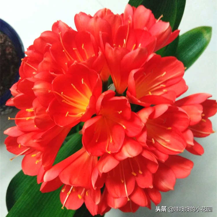 君子兰怎样浇水才能不烂根,养君子兰注意3点叶片肥厚不黄叶