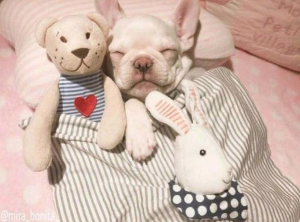 你家法斗是怎么样的,法斗突然撅屁股是怎么回事