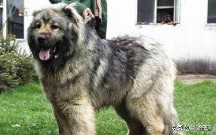 金毛禁养犬名单曲靖,曲靖麒麟区城区养犬标准规定