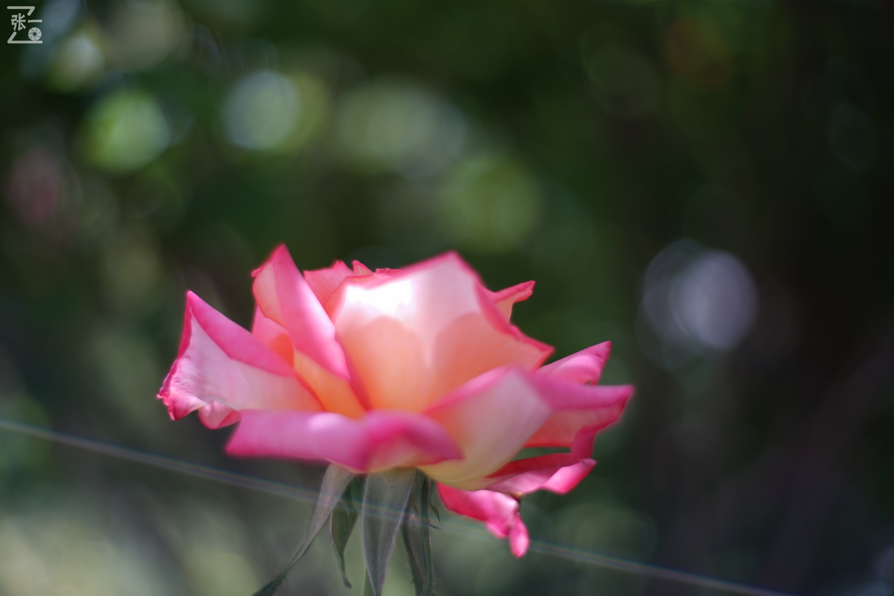 凤凰国产50mm镜头,凤凰索尼e口镜头