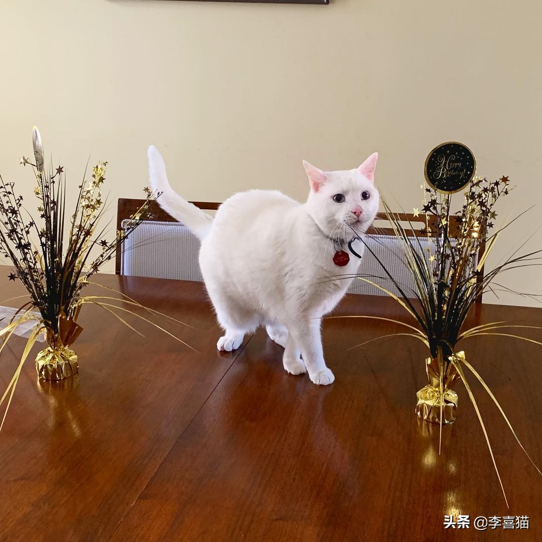 猫咪什么动作容易被铲屎官误会,猫咪故意把东西推下桌子