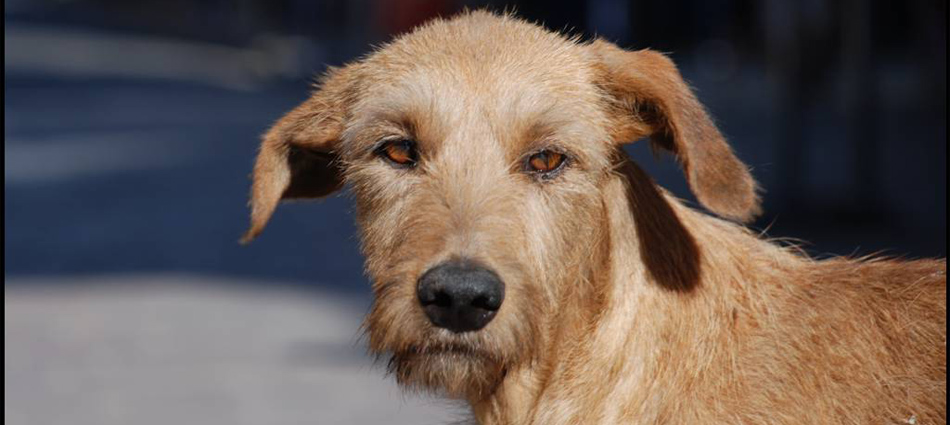 狗狗癫痫发作都是睡觉的时候吗,狗狗得了癫痫吃什么营养品较好