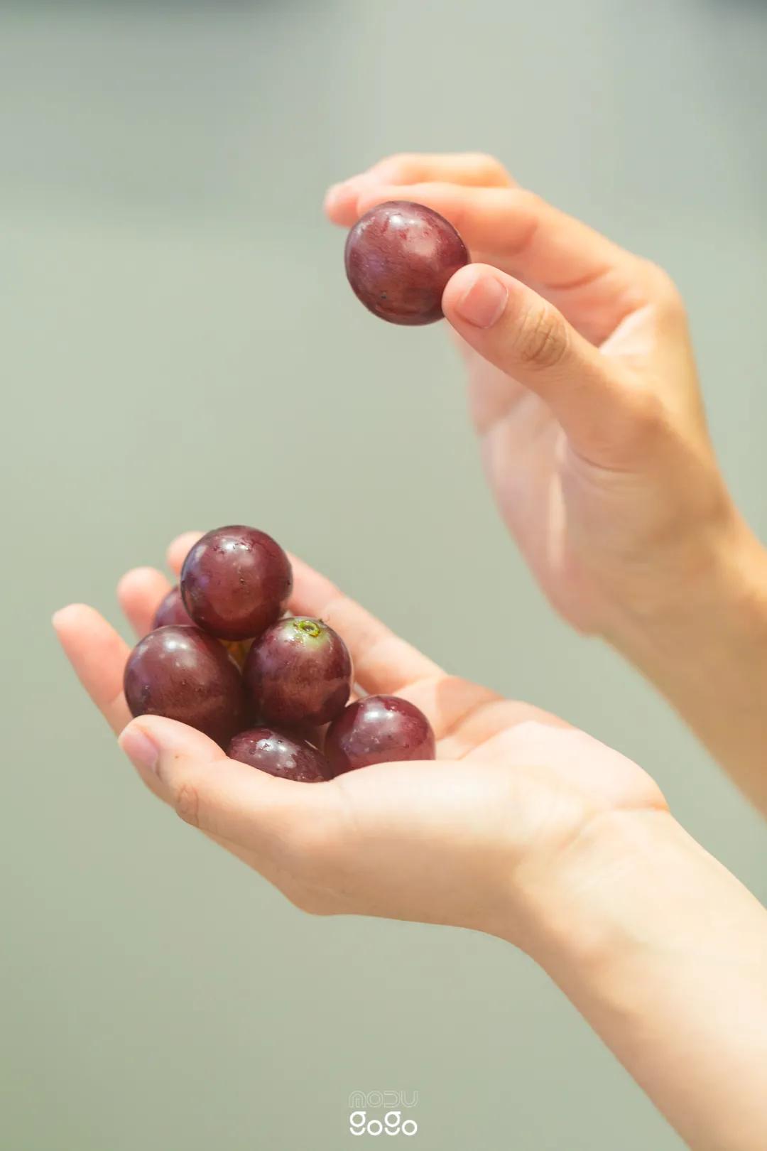 奈雪玉油柑评测,奈雪玉油柑换包装