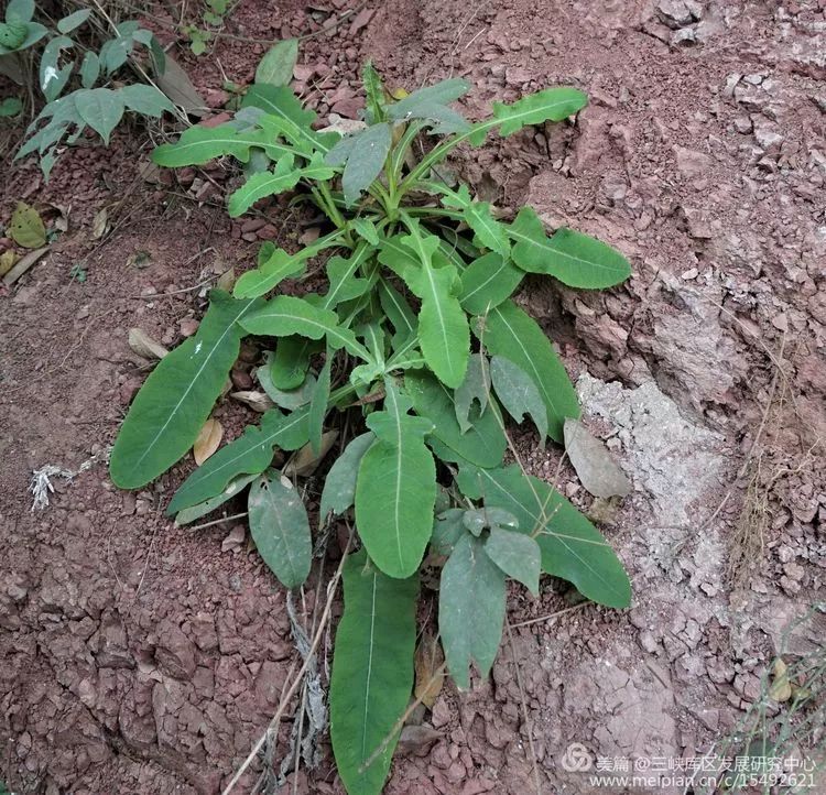 北碚复兴镇最近的视频,重庆市北碚龙门桥