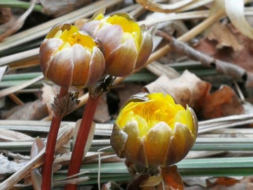 它在寒冷的冬天开花，经济价值极高，市场论克卖，种植的人却不多