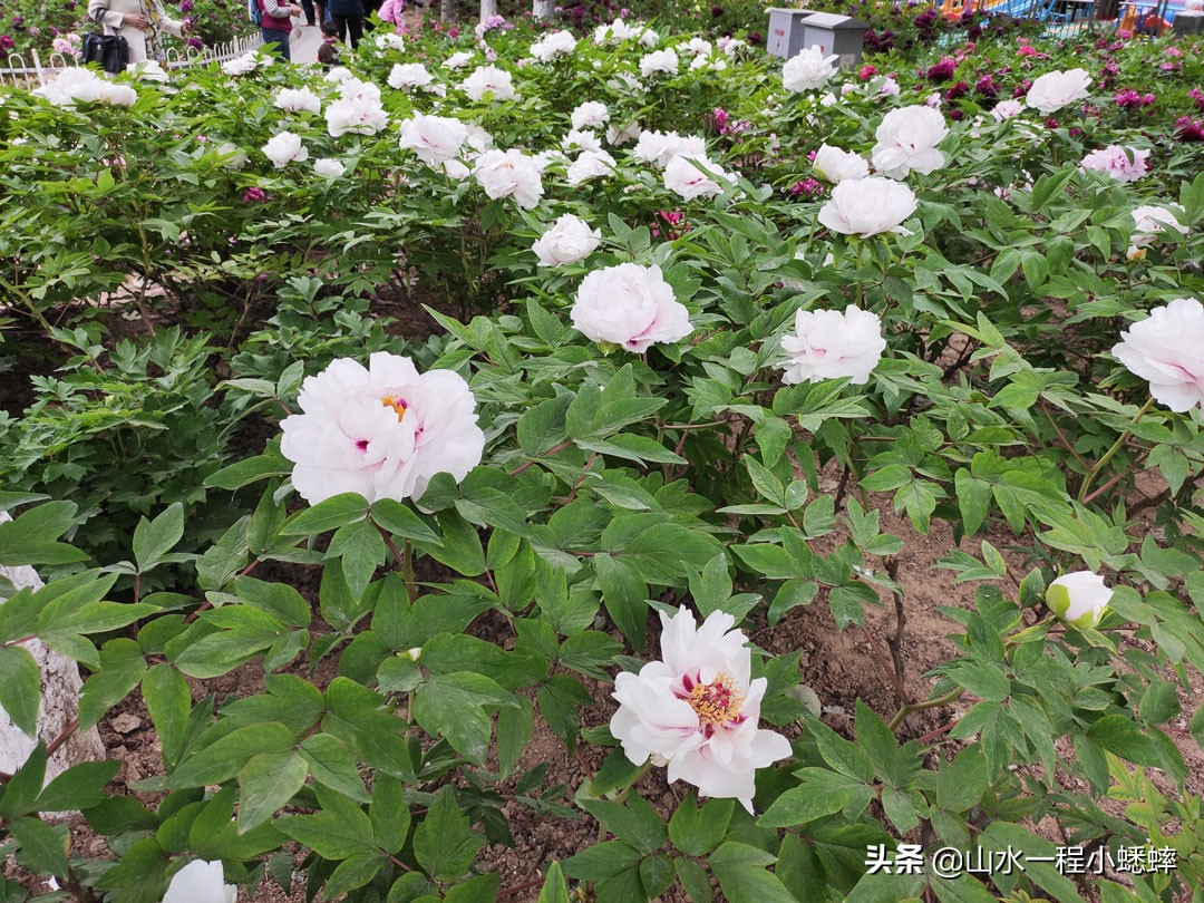 长安公园不愧是石家庄公园老大，牡丹花开真国色,游人如织来长安