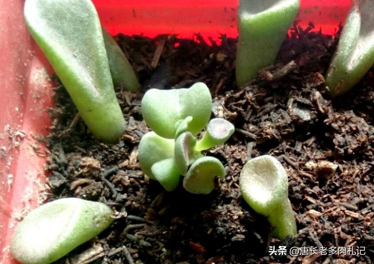 筒叶花月怎么繁育最好,铲叶花月多肉和吸财树多肉区别