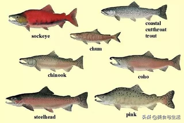 挪威三文鱼怎么挑新鲜,你吃的三文鱼是三文鱼吗