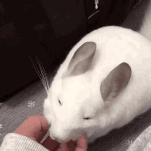 心药语音视频,心药讲解