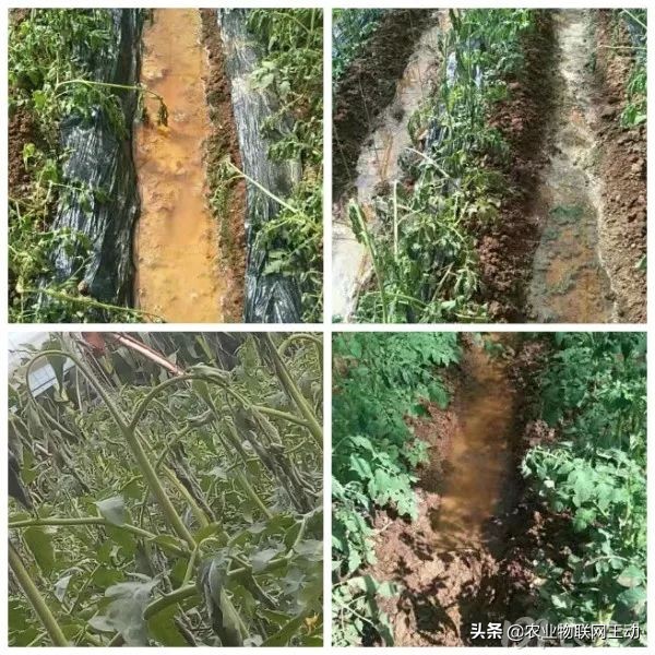 连续阴雨天番茄容易出现什么病害,连续阴雨天番茄该怎么管理