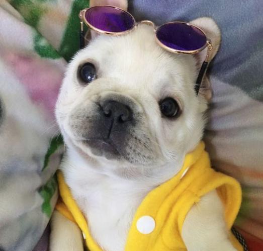 斗牛犬的体臭怎么去掉,法国斗牛犬有体臭掉毛吗