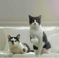 猫的内在品质,猫的本质就是嫌弃主人