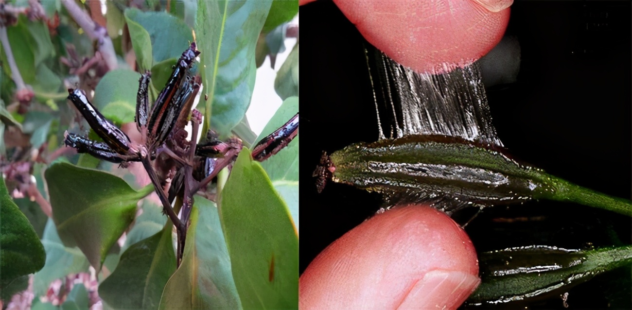 被变异的动物有什么情况,被变异的动物有多可怕