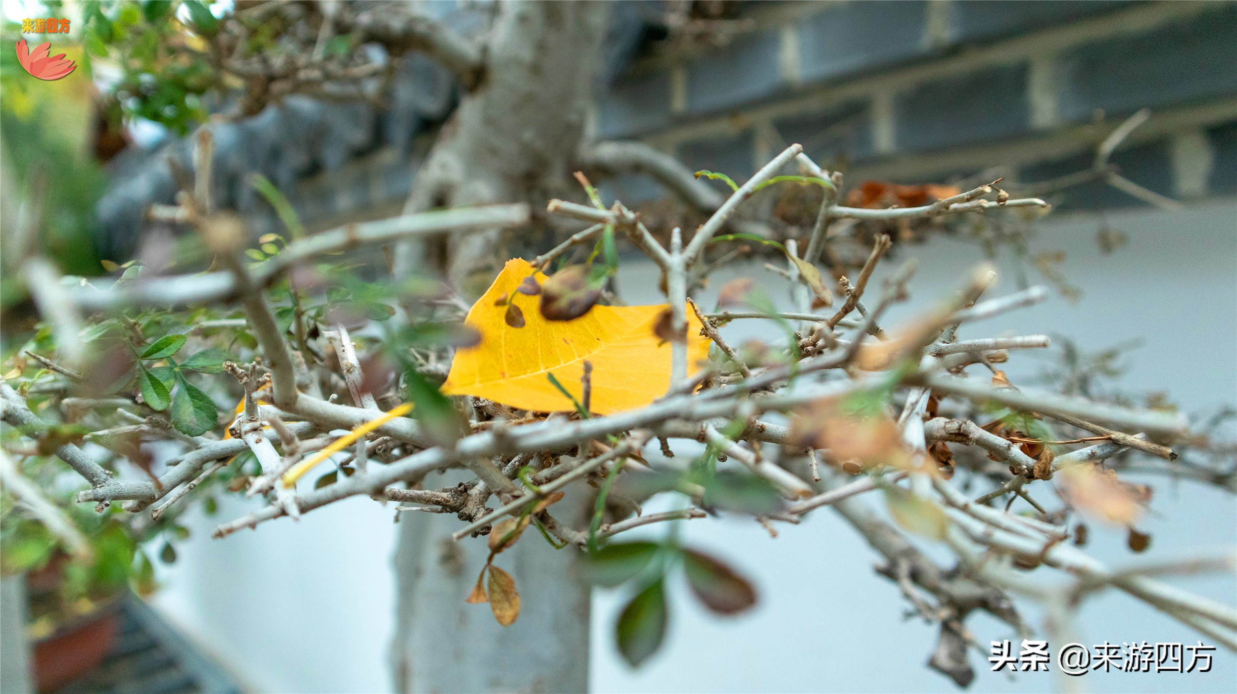 济南老商埠中山公园,济南秋风扫落叶