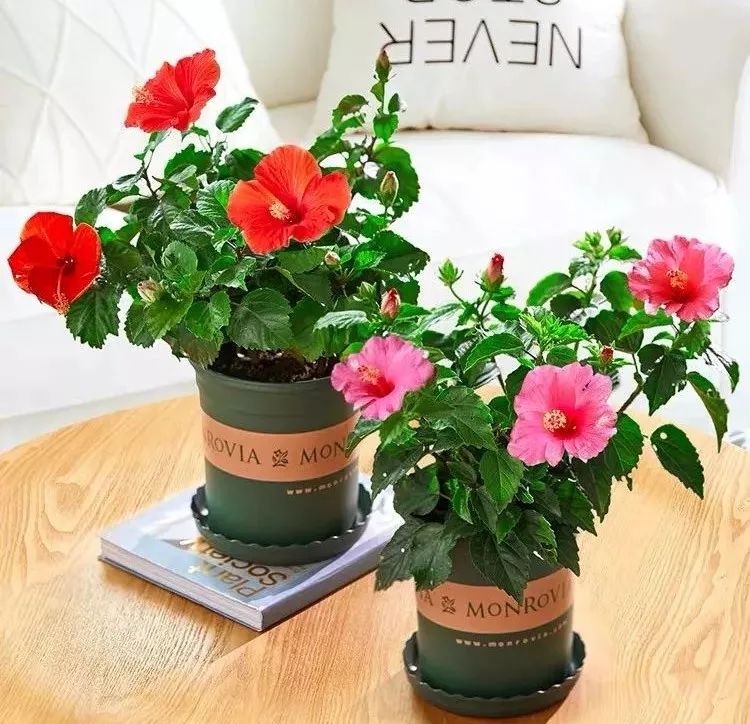 最受欢迎的3种花,这3种花真的很难养