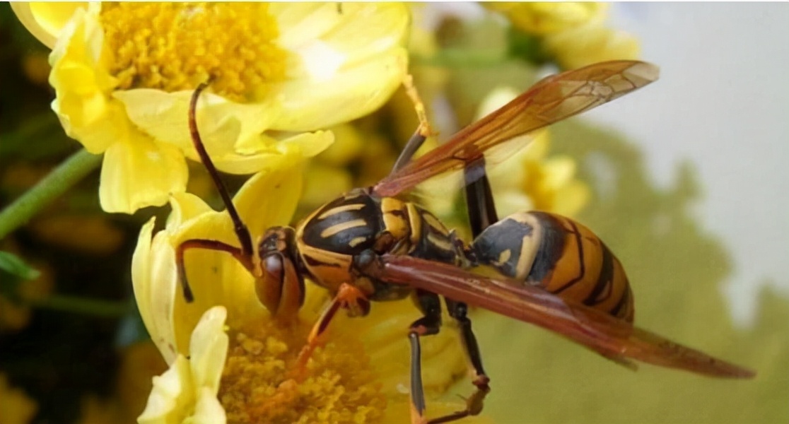 杀人蜂最可怕的蜂,大杀人蜂有多厉害