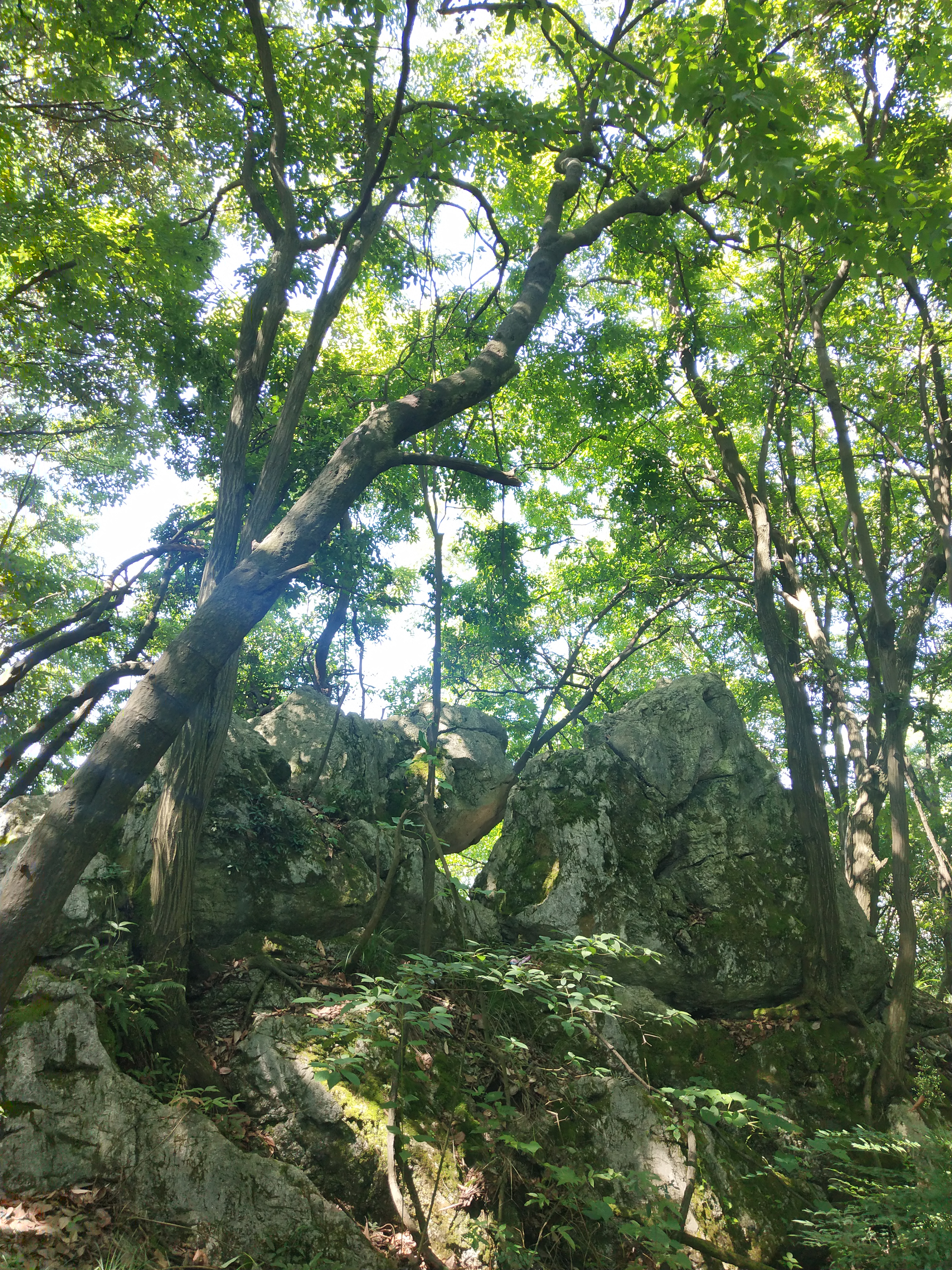 微游贵阳：深度玩透黔灵公园之自然风景